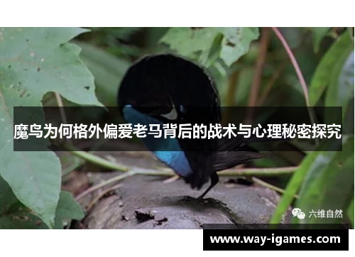 魔鸟为何格外偏爱老马背后的战术与心理秘密探究